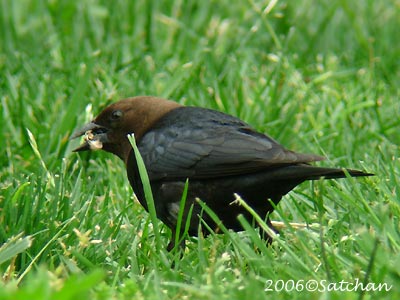 Brown-headed Cowbird 01