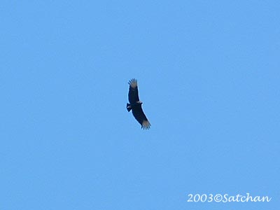 Black Vulture 06