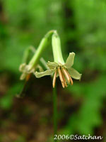 Tall White Lettuce (thumbnail)