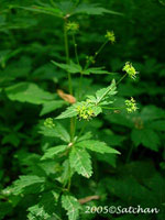 Black Snakeroot (thumbnail)