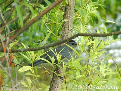 Gray Catbird 00