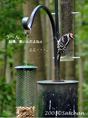 Downy Woodpecker imm 04