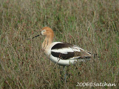 American Avocet 04