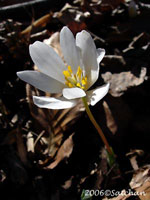 Bloodroot (thumbnail)