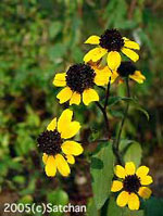 Black-eyed Susan (thumbnail)