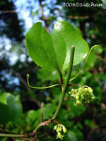 Greenbrier (thumbnail)