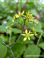 Blue Cohosh (thumbnail)