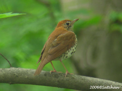Wood Thrush 01