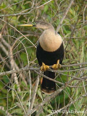 Anhinga 05