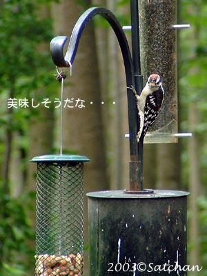 Downy Woodpecker imm 05