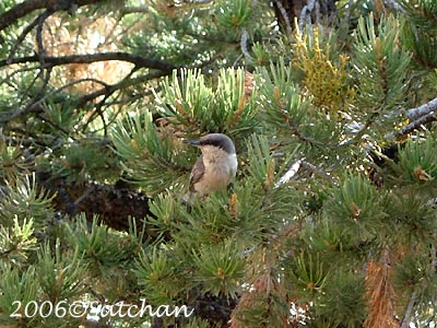 Pygmy Nuthatch 02
