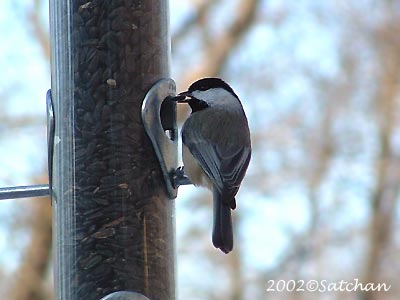 Carolina Chickadee 001