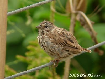 Song Sparrow 09