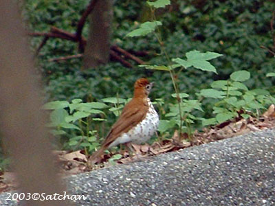 Wood Thrush 02