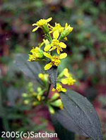Blue-stemmed Goldenrod (thumbnail)