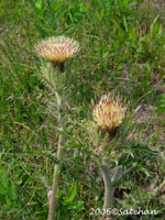 Yellow Thistle (thumbnail)