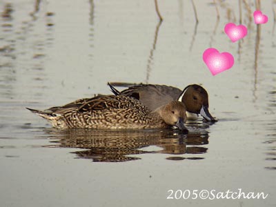 Northern Pintail 03
