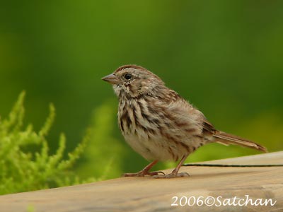 Song Sparrow 10