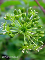 Carrion Flower (thumbnail)