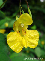 Pale Jewelweed (thumbnail)