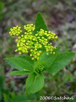Golden Alexanders (thumbnail)