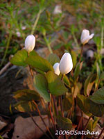 Twinleaf (thumbnail)