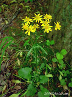 Golden Ragwort (thumbnail)