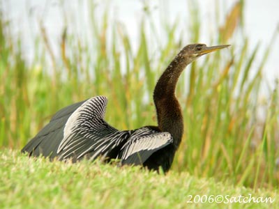 Anhinga 08