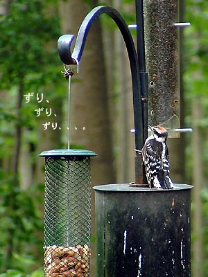 Downy Woodpecker imm 06