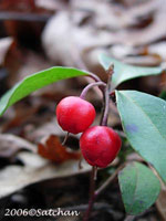 Wintergreen berry (thumbnail)