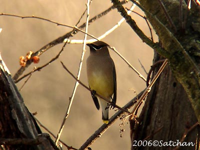 Cedar Waxwing 01