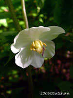 Mayapple (thumbnail)