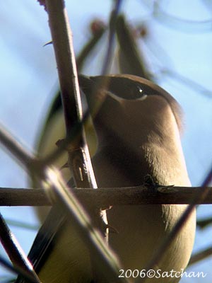 Cedar Waxwing 02