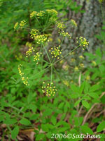 Yellow Pimpernel (thumbnail)