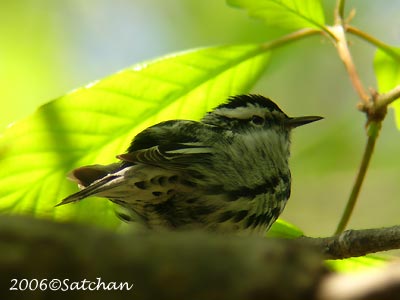 Black-and-white Warbler 01