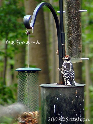 Downy Woodpecker imm 07