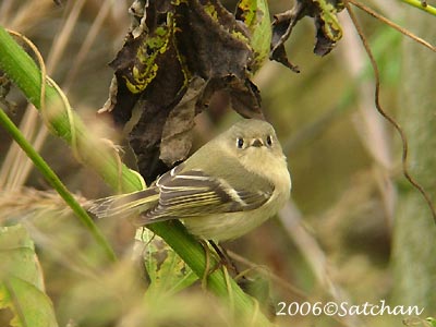 Ruby-crowned Kinglet 02