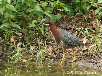Green Heron 002