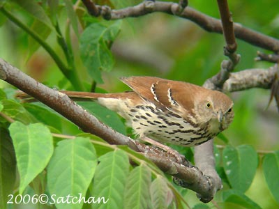 Brown Thrasher 02