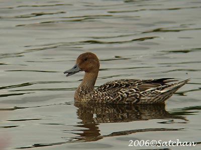 Northern Pintail 06