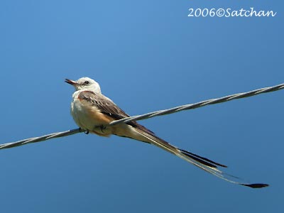 Scissor-tailed Flycatcher 01