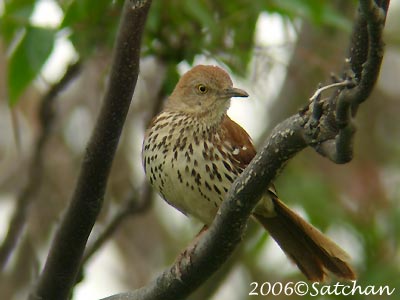 Brown Thrasher