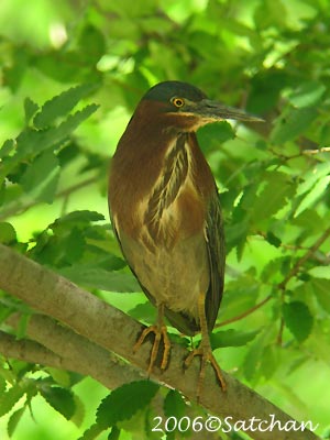 Green Heron 01