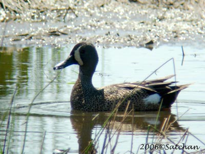 Blue-winged Teal 01