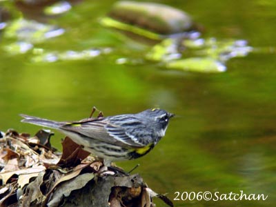 Yellow-rumped Warbler 01
