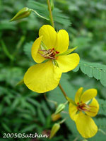 Partridge Pea (thumbnail)