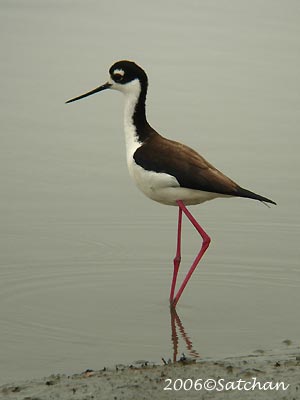 Black-necked Stilt 04