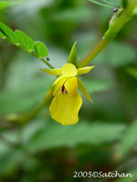 Wild Sensitive Plant (thumbnail)
