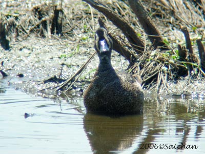 Blue-winged Teal 02