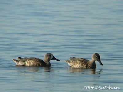 Blue-winged Teal 03